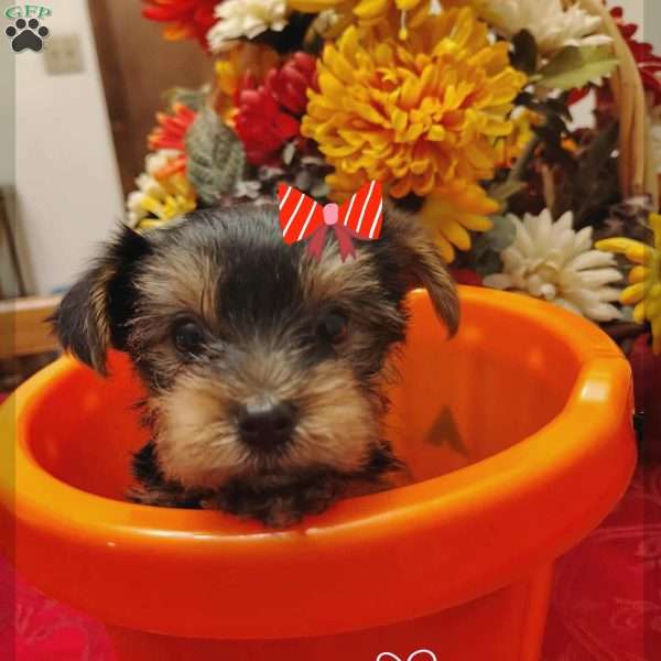 Chloe, Yorkie Puppy